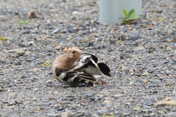 Eurasian Hoopoe Amami Island(General) Wed, 3/27/2024