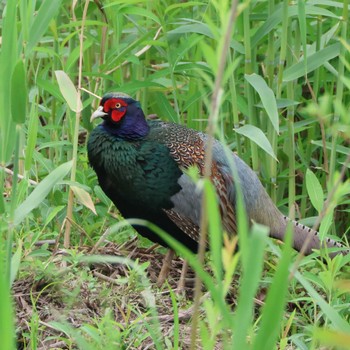 Green Pheasant 勅使池(豊明市) Mon, 4/29/2024