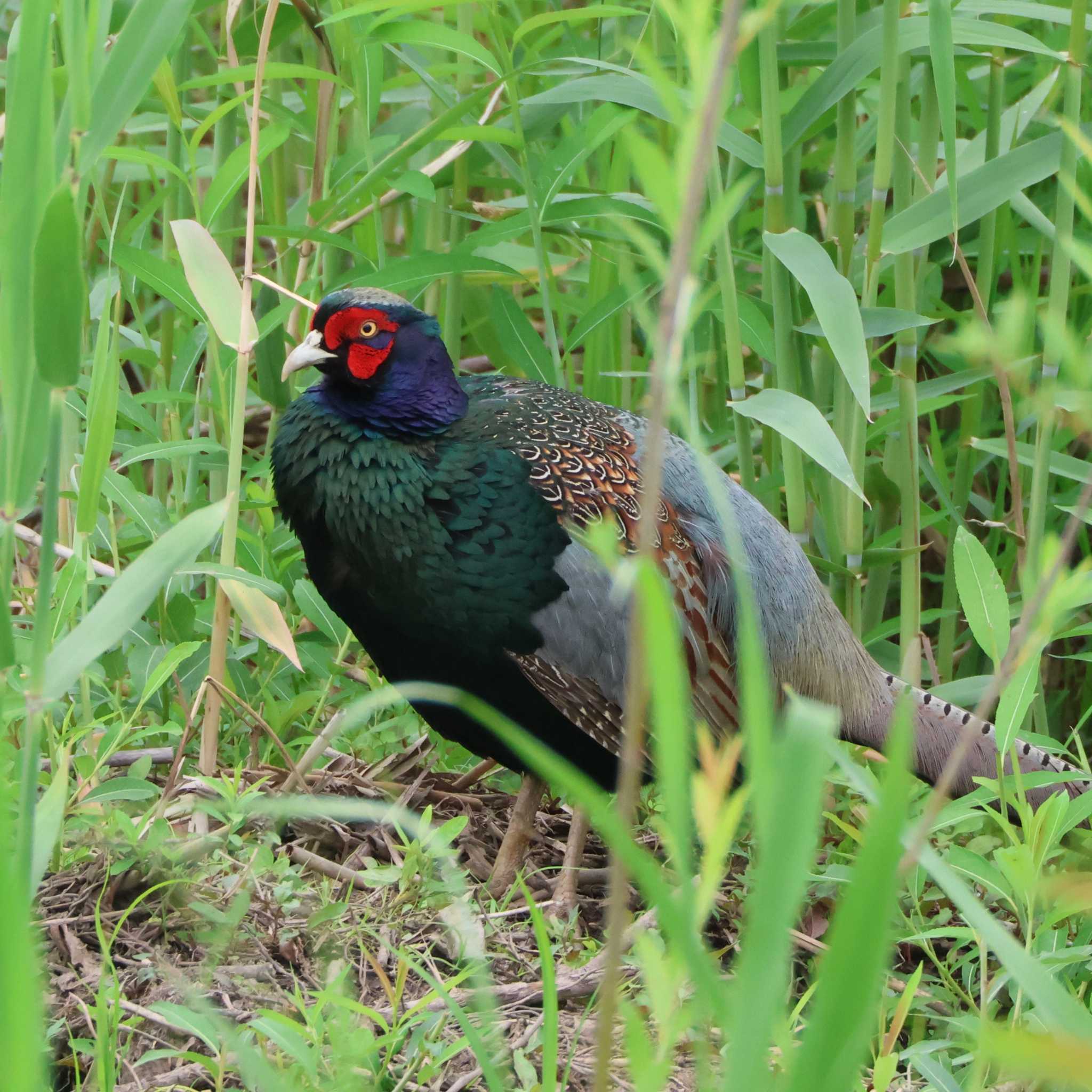 勅使池(豊明市) キジの写真 by OHモリ