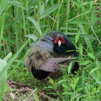 Green Pheasant 勅使池(豊明市) Mon, 4/29/2024