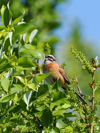 Meadow Bunting Teganuma Thu, 5/2/2024