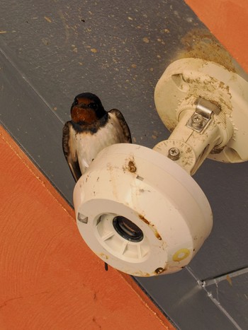 Barn Swallow Teganuma Thu, 5/2/2024