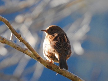 2019年1月2日(水) 早戸川林道の野鳥観察記録