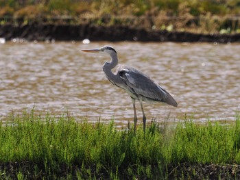 Grey Heron Teganuma Thu, 5/2/2024