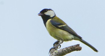 Japanese Tit 平城宮跡 Mon, 4/29/2024