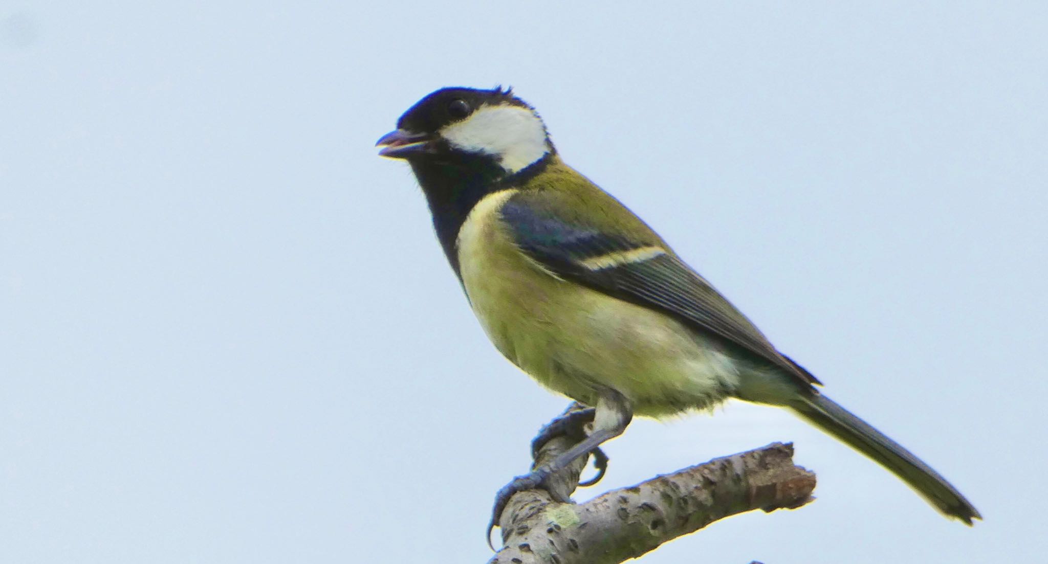 Japanese Tit