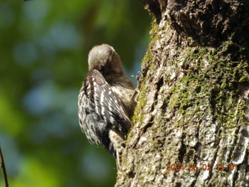 Japanese Pygmy Woodpecker Mie-ken Ueno Forest Park Thu, 5/2/2024