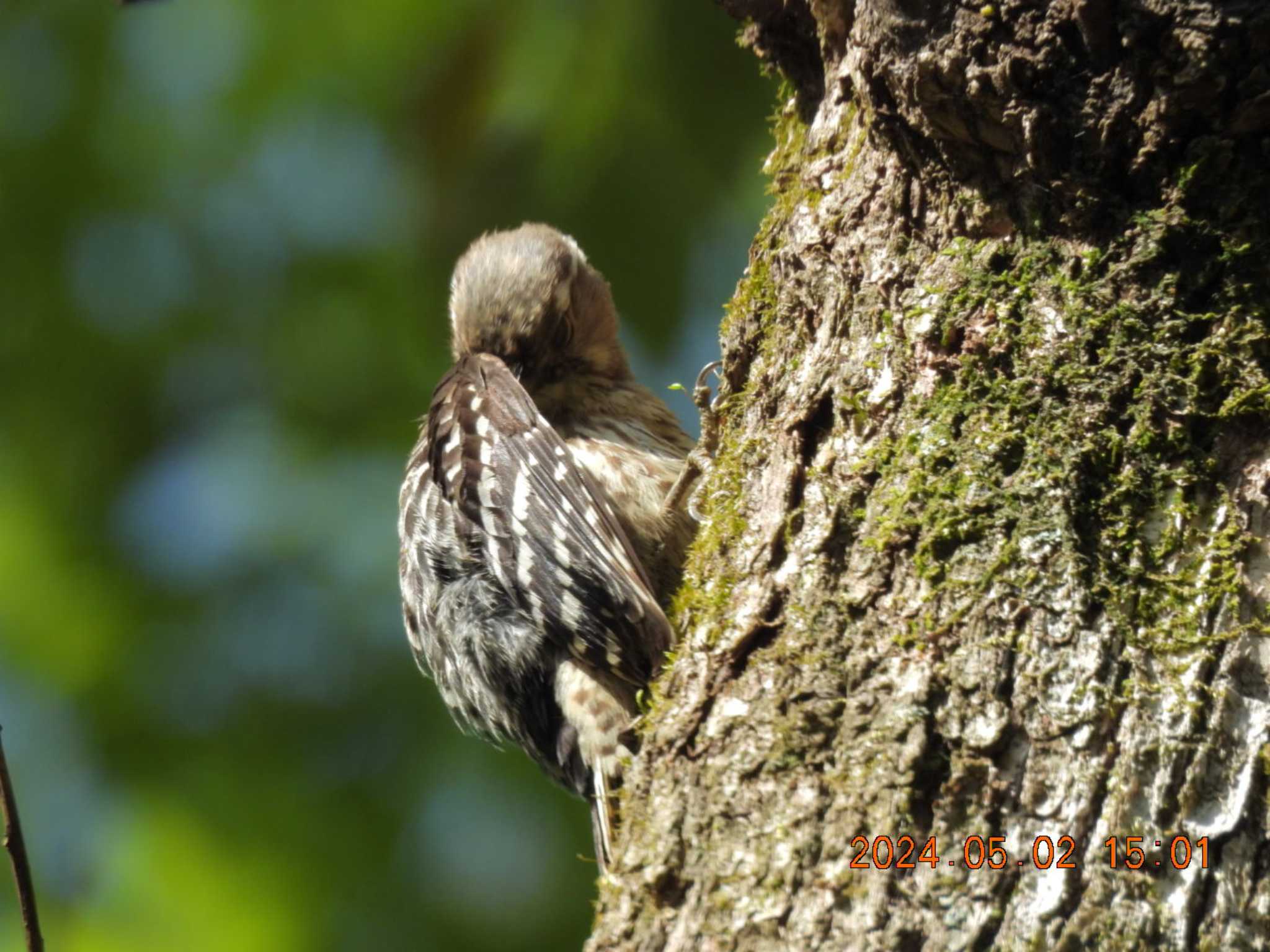 Photo of Japanese Pygmy Woodpecker at Mie-ken Ueno Forest Park by アカウント15174