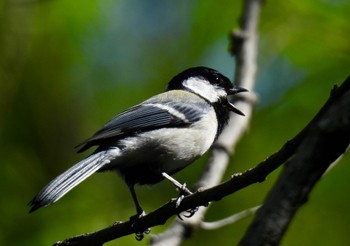 Japanese Tit 小幡緑地 Thu, 4/25/2024