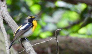 Narcissus Flycatcher 吉田出来山公園 Fri, 4/26/2024