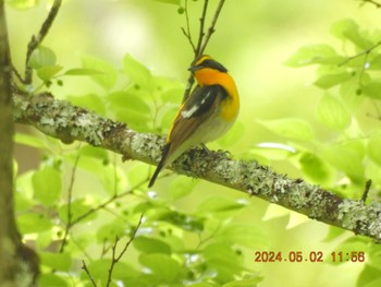 Narcissus Flycatcher Mie-ken Ueno Forest Park Thu, 5/2/2024