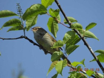 Japanese Bush Warbler Mie-ken Ueno Forest Park Thu, 5/2/2024