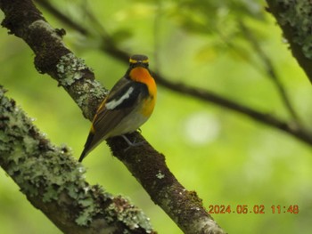 Narcissus Flycatcher Mie-ken Ueno Forest Park Thu, 5/2/2024