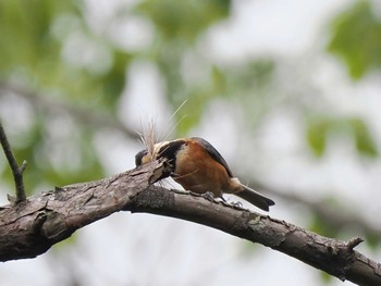 Varied Tit 日向林道 Thu, 5/2/2024