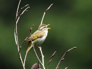 Eastern Crowned Warbler 日向林道 Thu, 5/2/2024