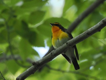 Narcissus Flycatcher 日向林道 Thu, 5/2/2024