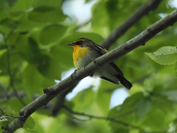 Narcissus Flycatcher 日向林道 Thu, 5/2/2024