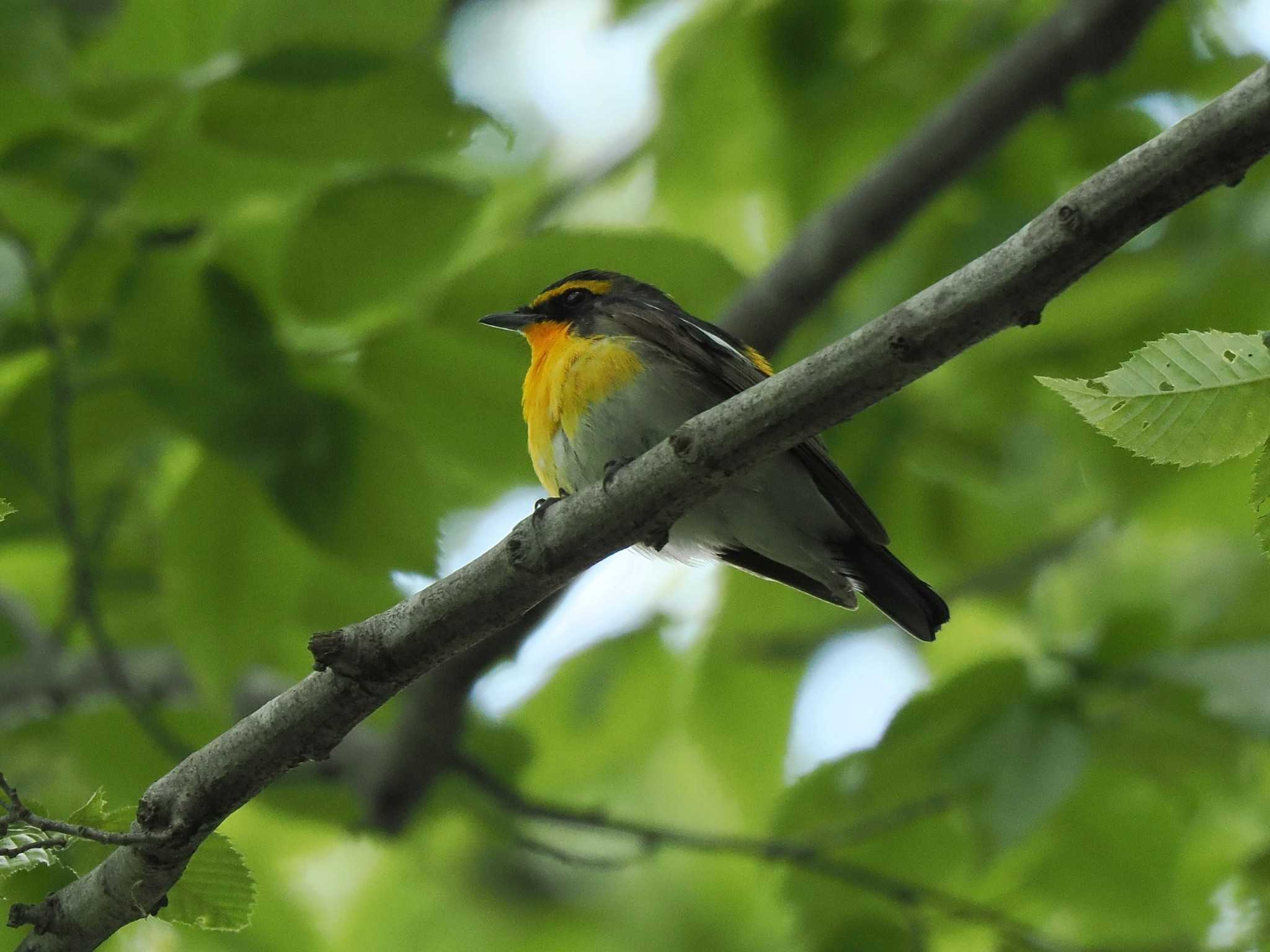 Narcissus Flycatcher