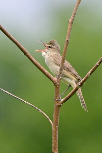 Oriental Reed Warbler Unknown Spots Mon, 4/29/2024