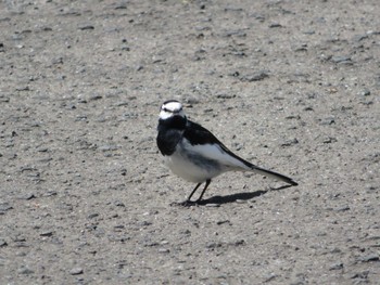 White Wagtail Unknown Spots Thu, 5/2/2024