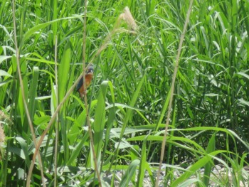 Common Kingfisher Unknown Spots Thu, 5/2/2024