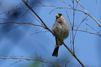 Japanese Grosbeak 海上の森 Thu, 5/2/2024