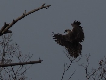 Mountain Hawk-Eagle いつもの林道 Wed, 12/5/2018