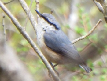 Eurasian Nuthatch Yanagisawa Pass Thu, 5/2/2024