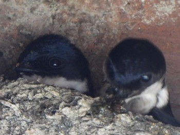 Asian House Martin Lake Okutama Thu, 5/2/2024