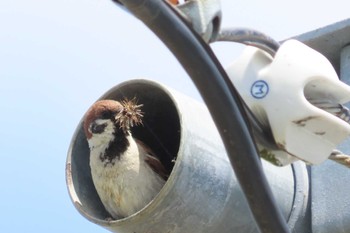 Eurasian Tree Sparrow North Inba Swamp Thu, 5/2/2024