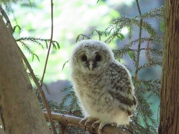 Ural Owl 千葉県 Thu, 5/2/2024