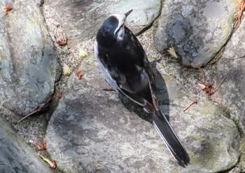 White Wagtail 仙川平和公園(三鷹市) Thu, 5/2/2024