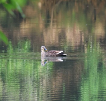 Eastern Spot-billed Duck 福岡県内 Thu, 5/2/2024