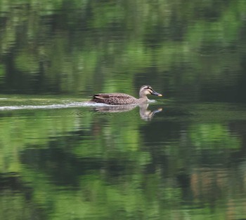 Eastern Spot-billed Duck 福岡県内 Thu, 5/2/2024