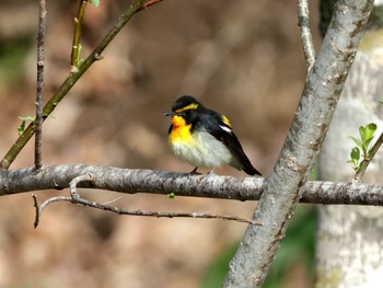 Narcissus Flycatcher Nishioka Park Wed, 5/1/2024