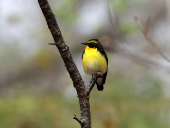 Narcissus Flycatcher Nishioka Park Wed, 5/1/2024