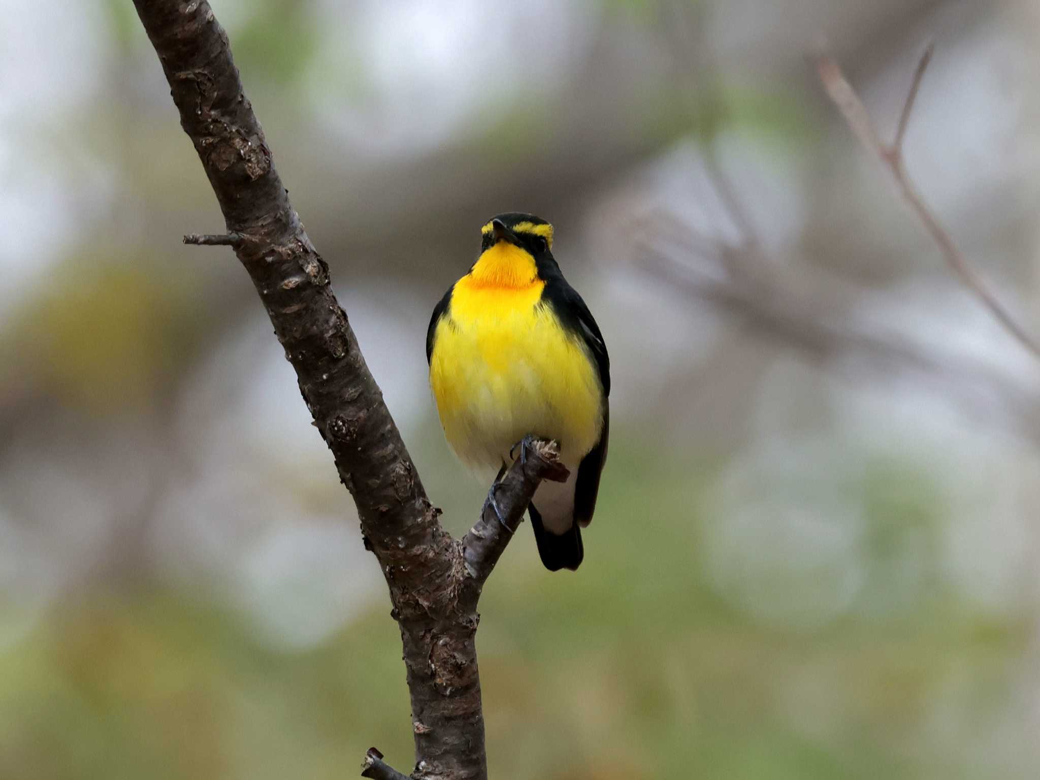 Photo of Narcissus Flycatcher at Nishioka Park by しろくま