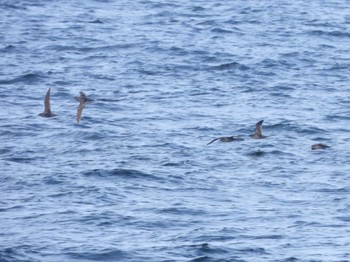 Short-tailed Shearwater 城ヶ島 Mon, 4/29/2024