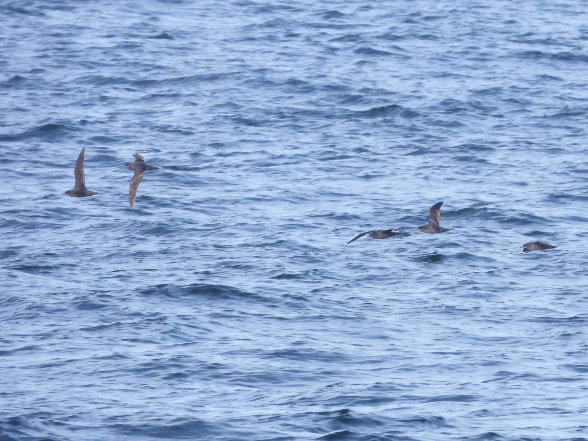 Photo of Short-tailed Shearwater at 城ヶ島 by ア
