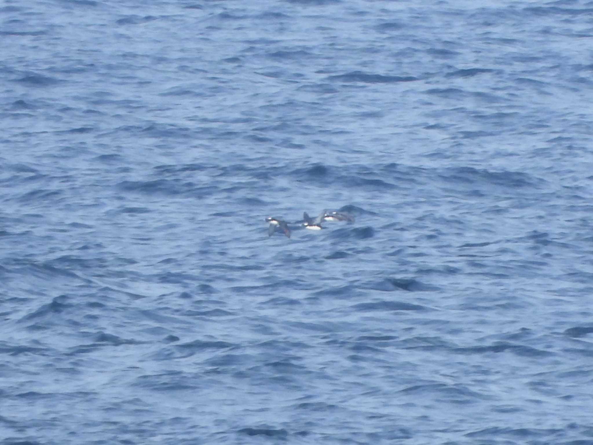 Photo of Japanese Murrelet at 城ヶ島 by ア