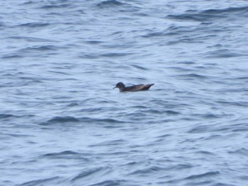 Short-tailed Shearwater 城ヶ島 Mon, 4/29/2024