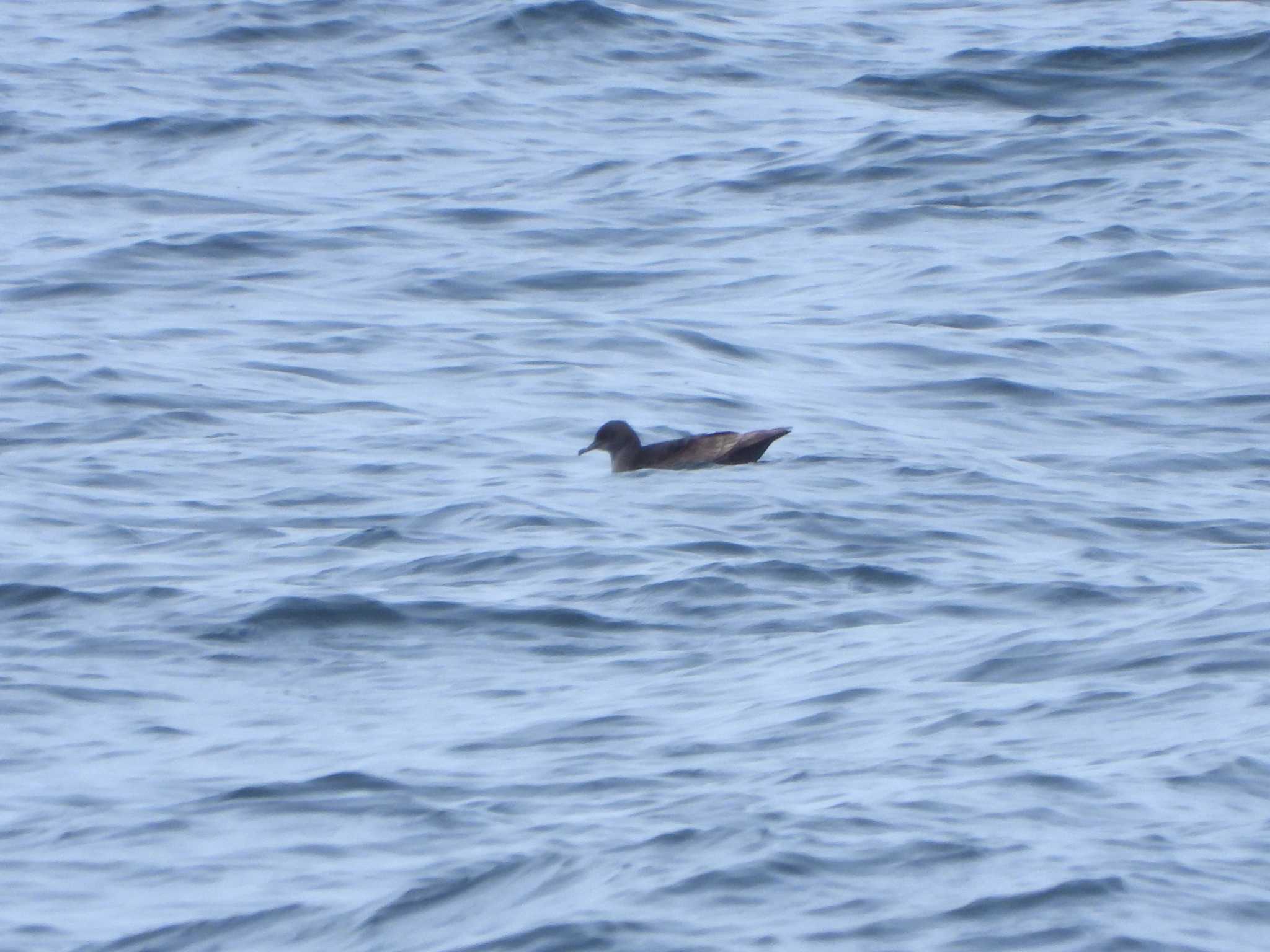 Photo of Short-tailed Shearwater at 城ヶ島 by ア