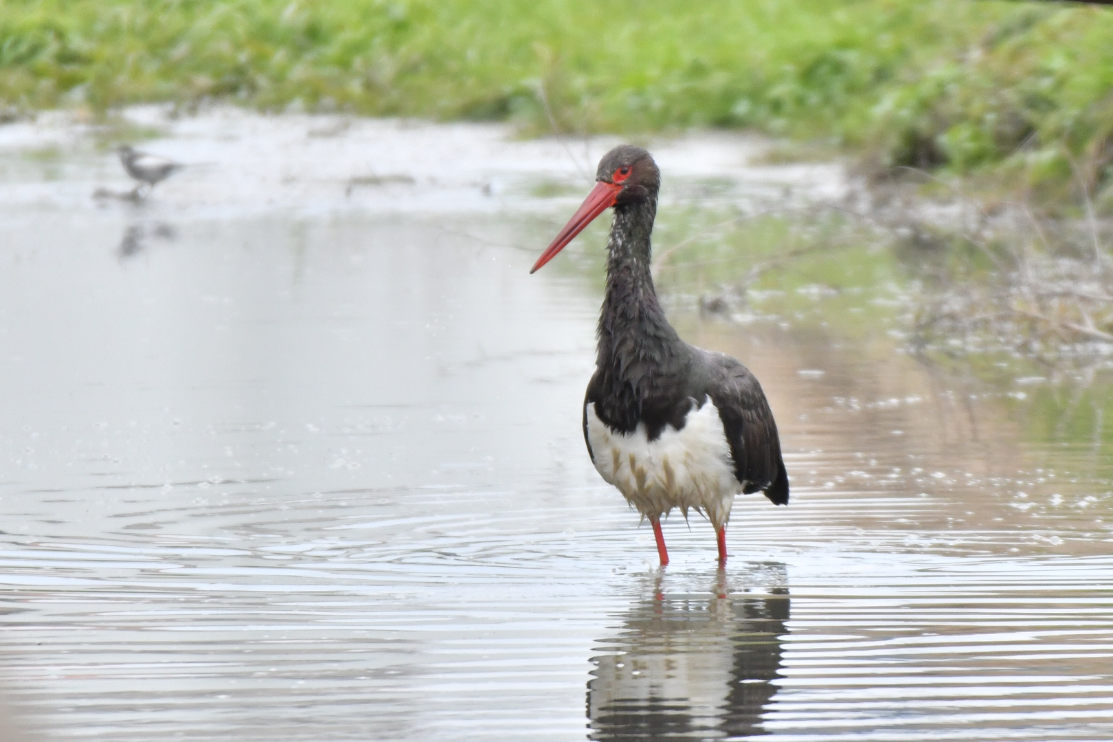 Photo of Black Stork at  by 倶利伽羅