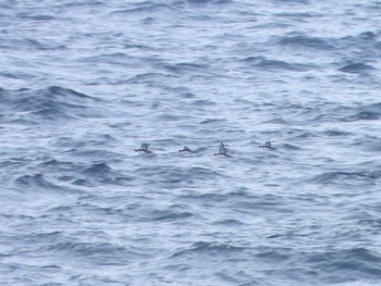 Japanese Murrelet 城ヶ島 Mon, 4/29/2024