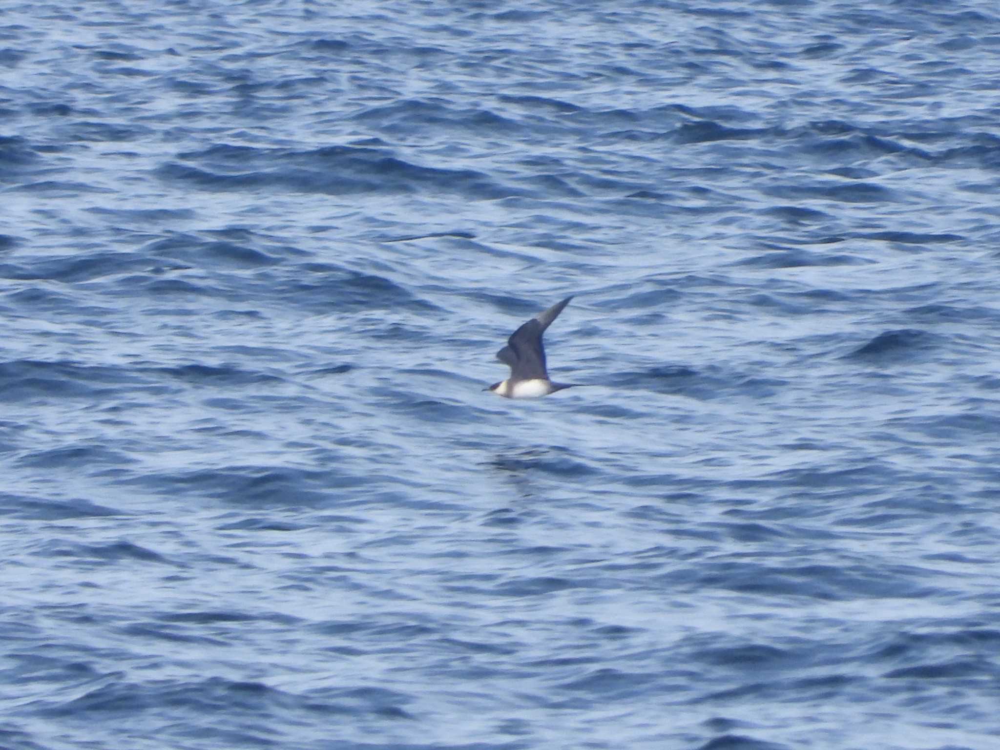 Photo of Parasitic Jaeger at 城ヶ島 by ア