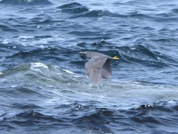 Pacific Reef Heron 城ヶ島 Mon, 4/29/2024