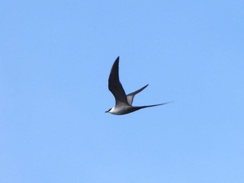 Long-tailed Jaeger 城ヶ島 Mon, 4/29/2024