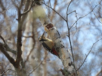 Great Spotted Woodpecker Senjogahara Marshland Thu, 5/2/2024