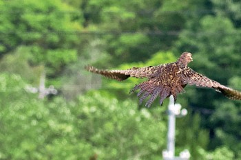 Green Pheasant 愛媛県 Thu, 5/2/2024