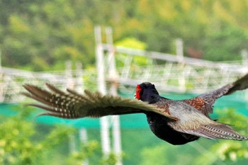 Green Pheasant 愛媛県 Thu, 5/2/2024